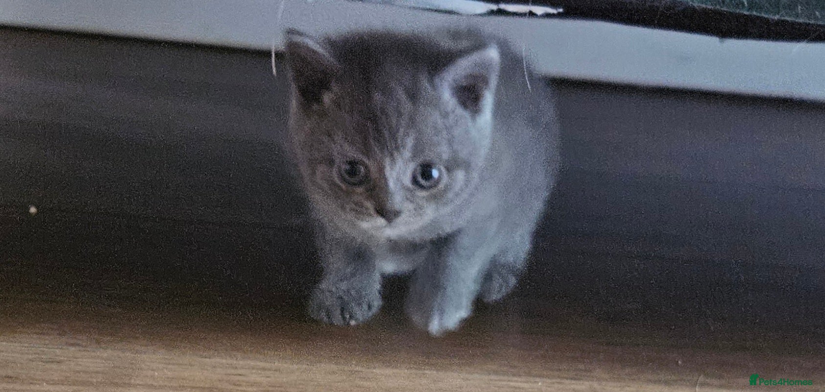 British Shorthair cats 🐾 Beautiful British Shorthair Kittens  🐾 - Advert 2