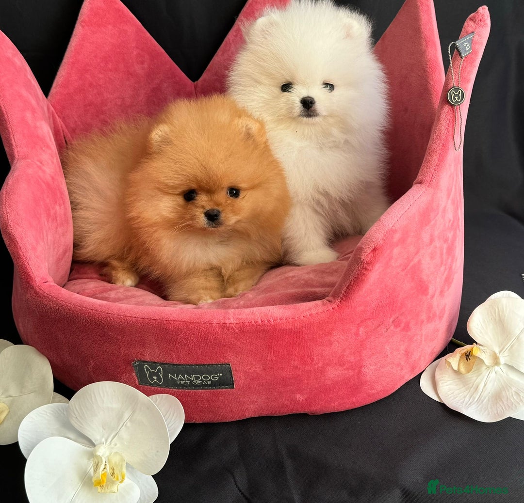 Pomeranian dogs for sale: White and Orange Pomeranian Boys - Image 24