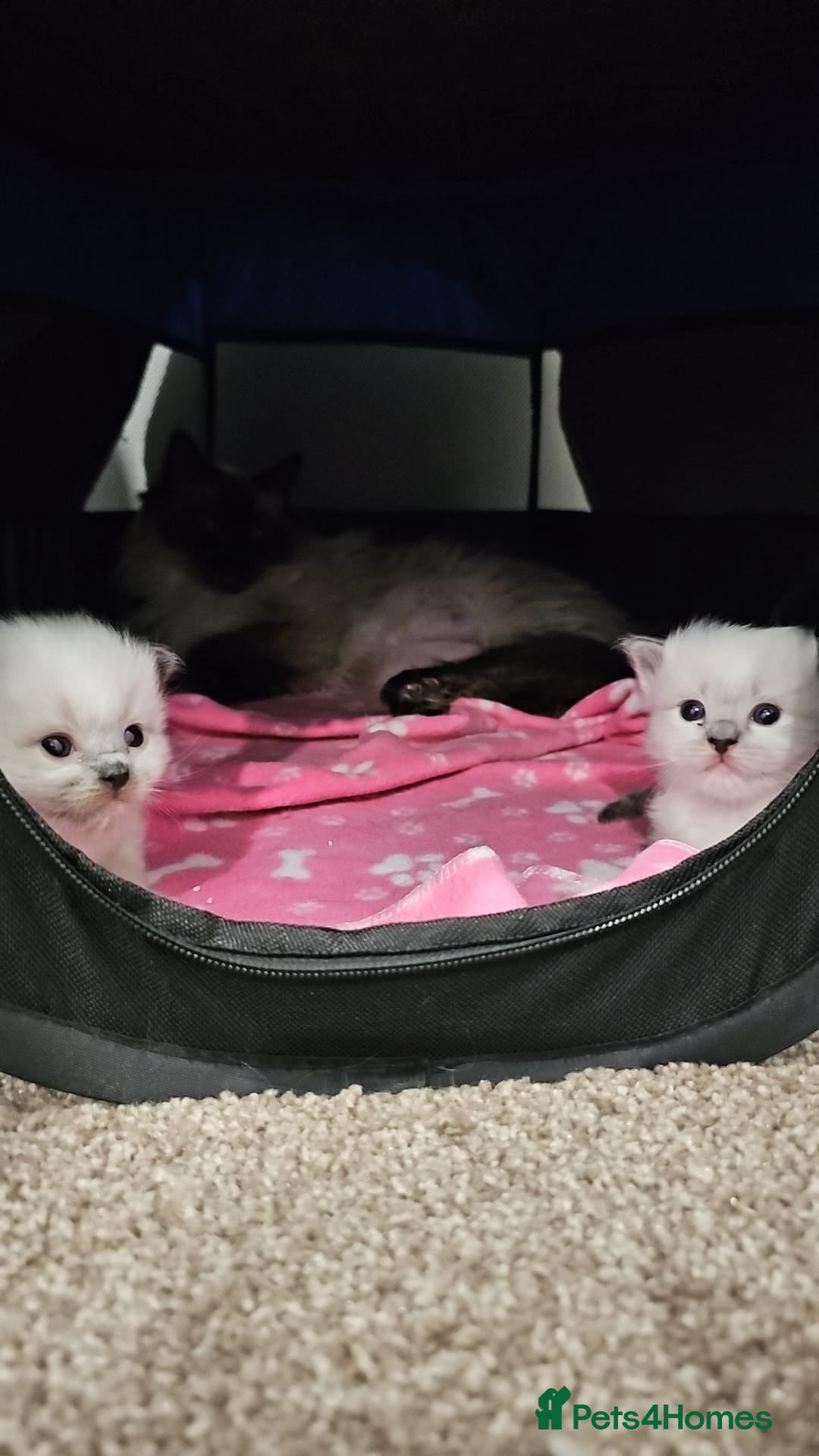 Ragdoll cats Beautiful Ragdoll kittens  - Advert 2
