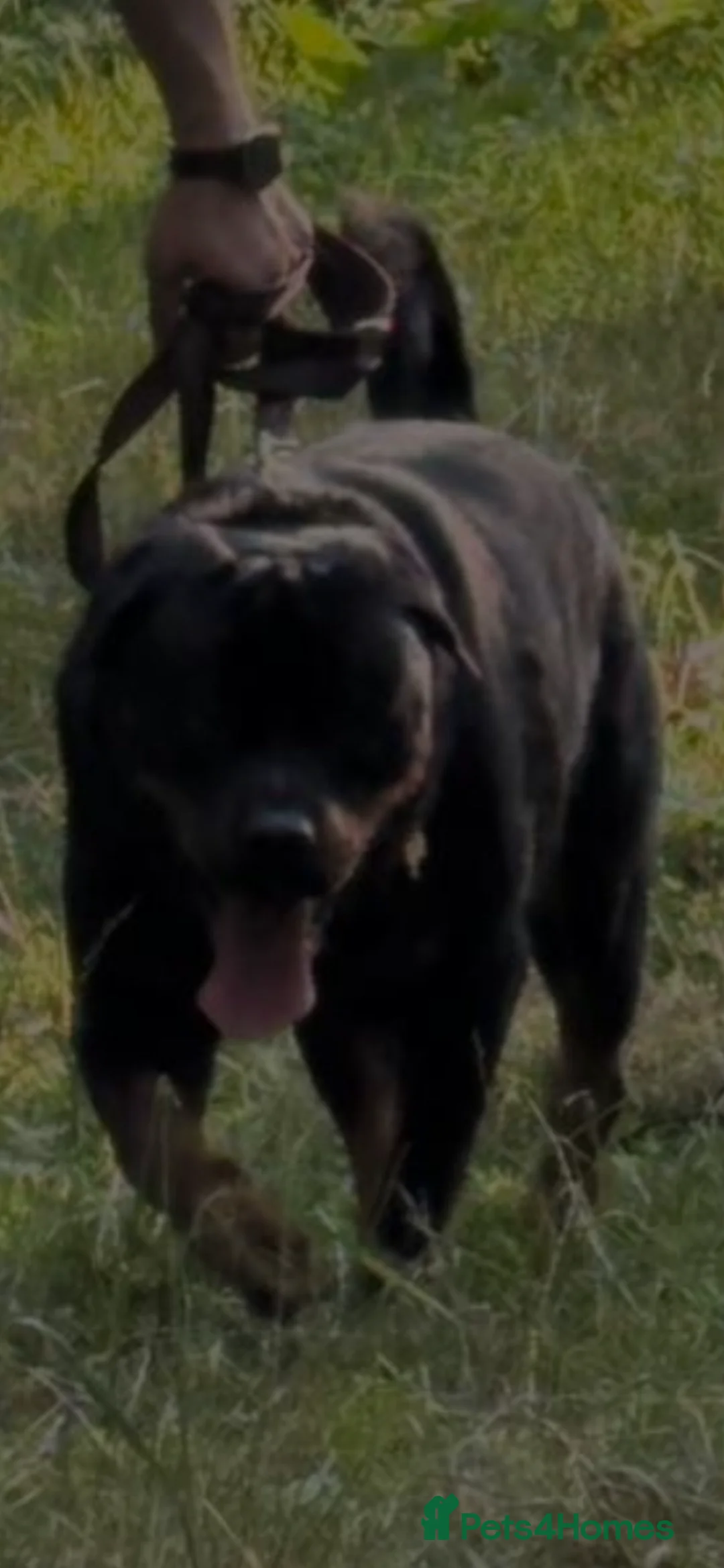 Rottweiler dogs for stud: Max Champion  in Walsall - Advert 2