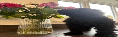 Toy Poodle 2