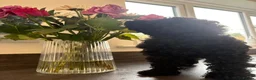 Toy Poodle dogs for sale: READY NOW solid black KC Toy poodle Girl - Advert 3