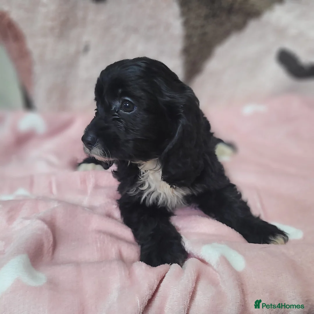 Cavapoo dogs for sale: You F1 Cavapoo puppies - Advert 3