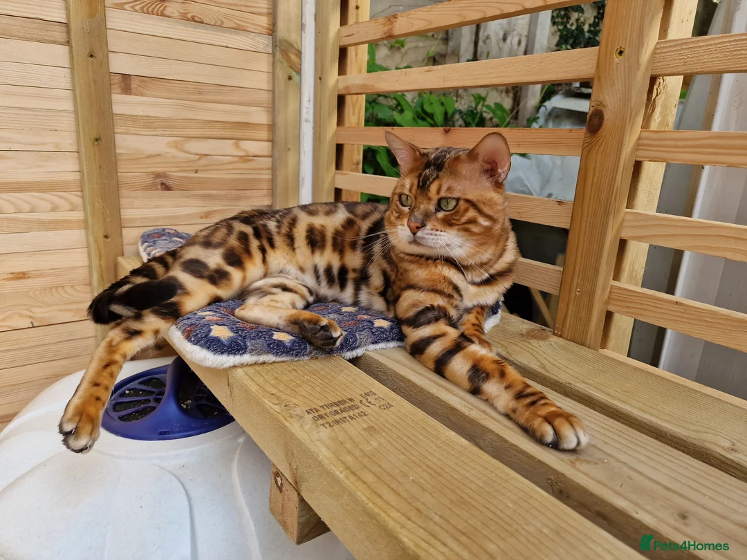 Bengal cats for stud: Bengal cat for stud, Calvin. in Peterborough - Advert 16