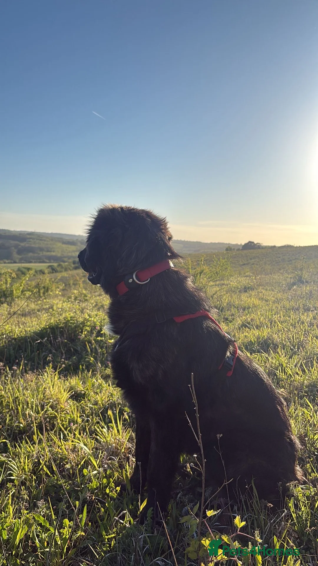 Mixed Breed dogs for adoption: Toff 9 month, medium Macedonian Rescue girl - Advert 2