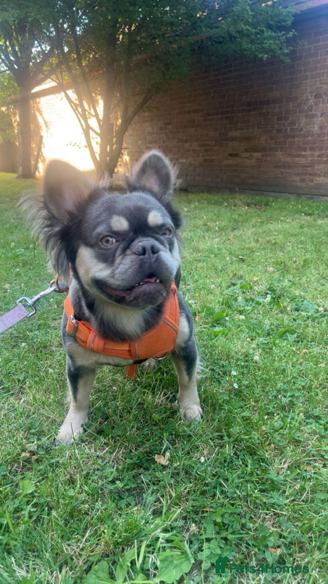 French Bulldog dogs for sale: Fluffy Frenchbulldogs  - Advert 3