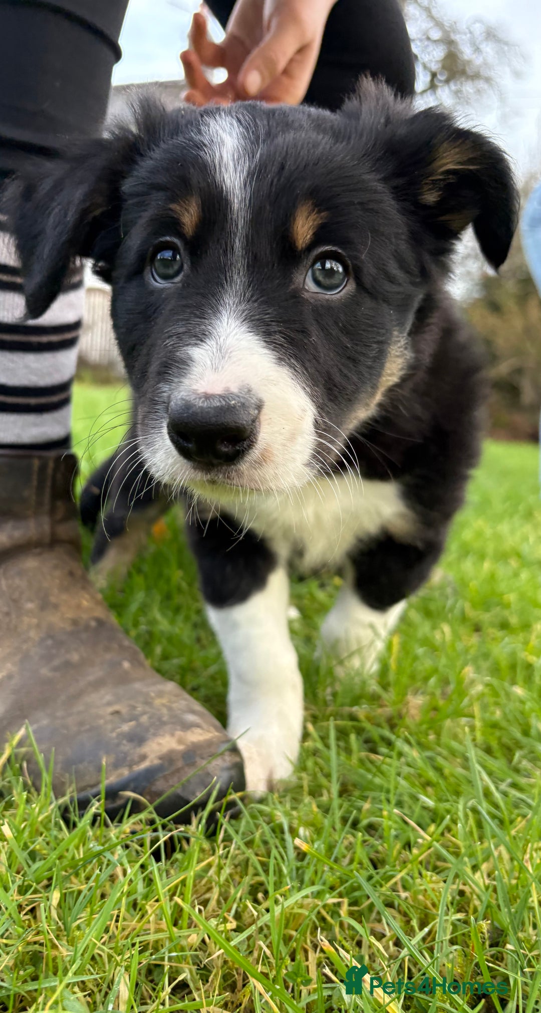 Border Collie dogs for sale: 🖤🤎2 Tri colour collies! 🖤🤎 - Advert 5
