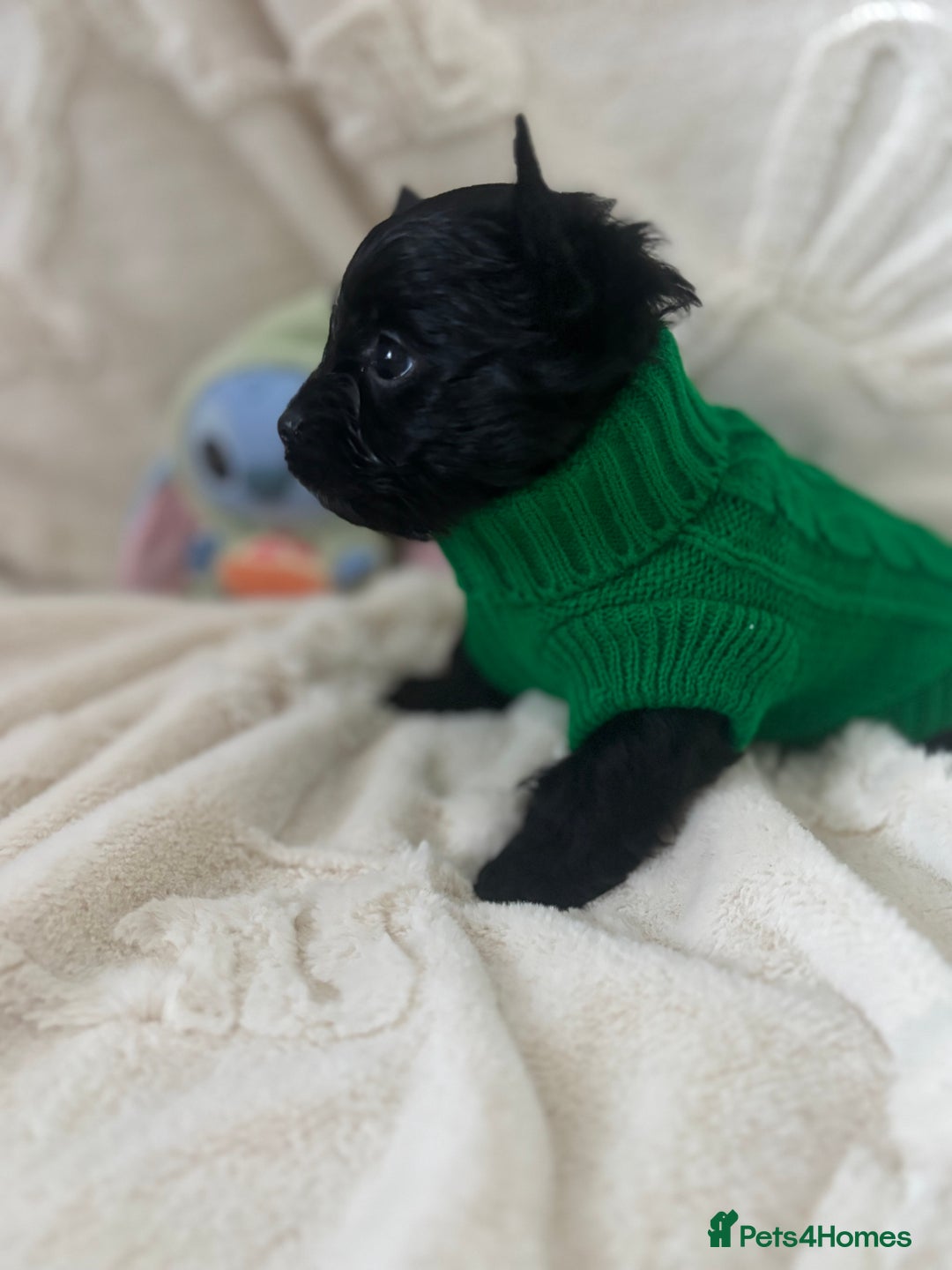 Yorkshire Terrier dogs for sale: Mini Black Yorkshire terriers puppies  - Advert 8