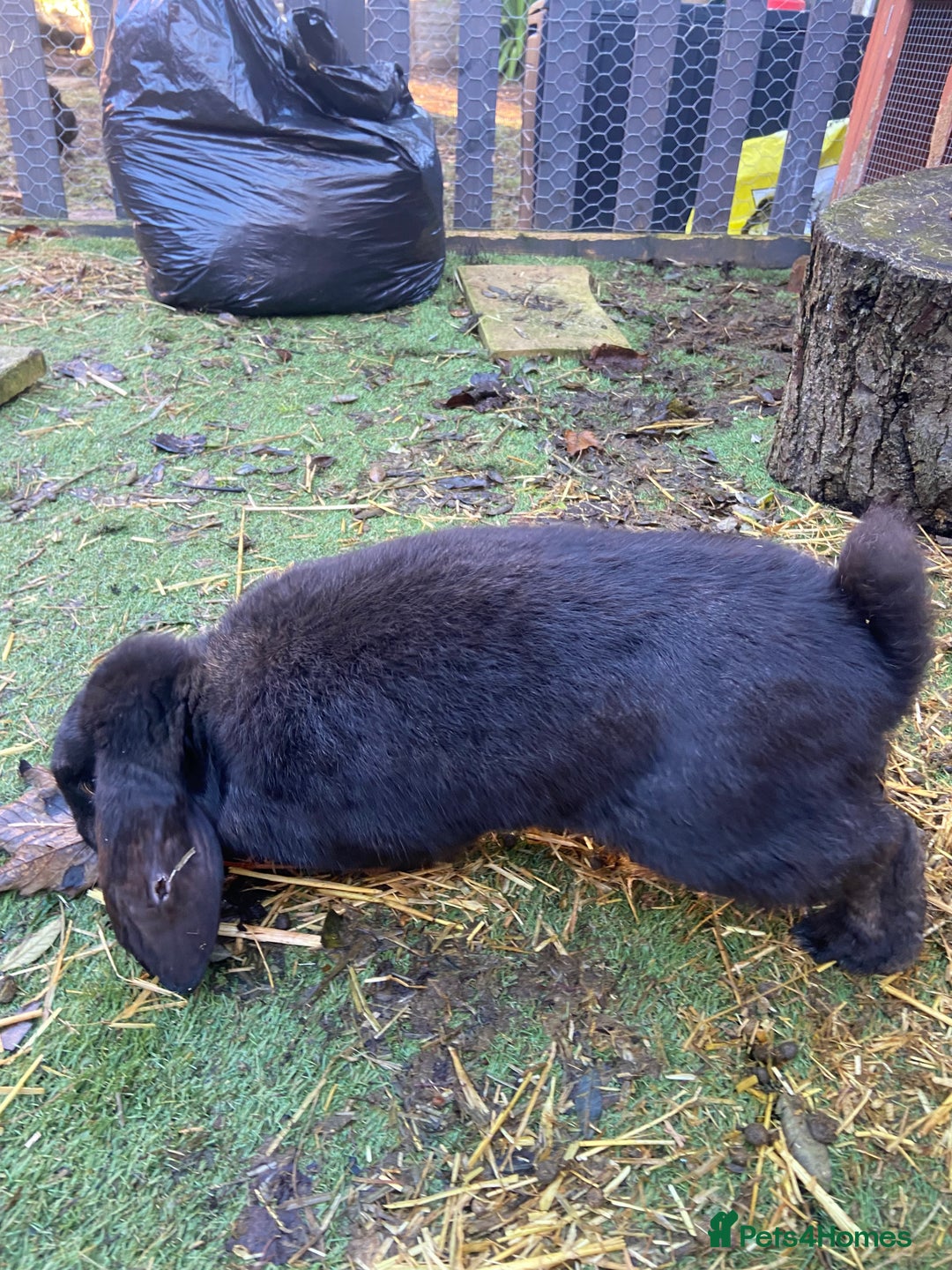 French Lop rabbits for sale: Male French Lop  - Advert 4