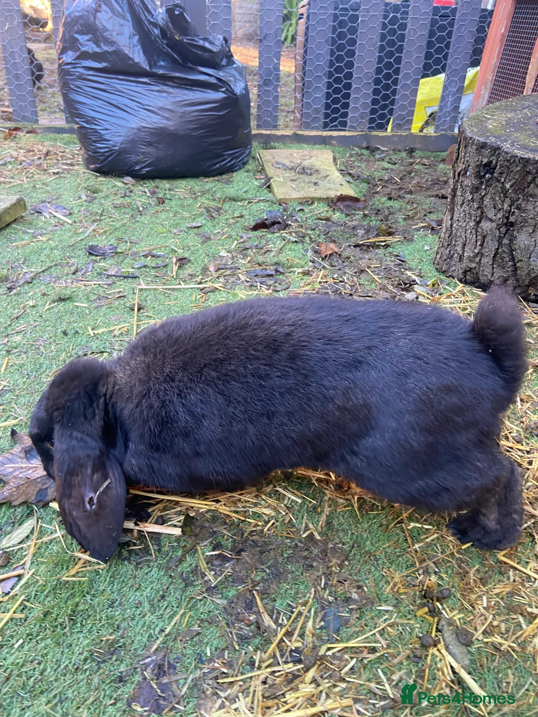 French Lop rabbits for sale: Male French Lop  - Advert 3