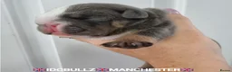 English Bulldog dogs for stud: Uncle Fester in Manchester - Advert 17
