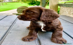 Cocker Spaniel dogs for sale: Working Cocker Spaniels. - Image 15