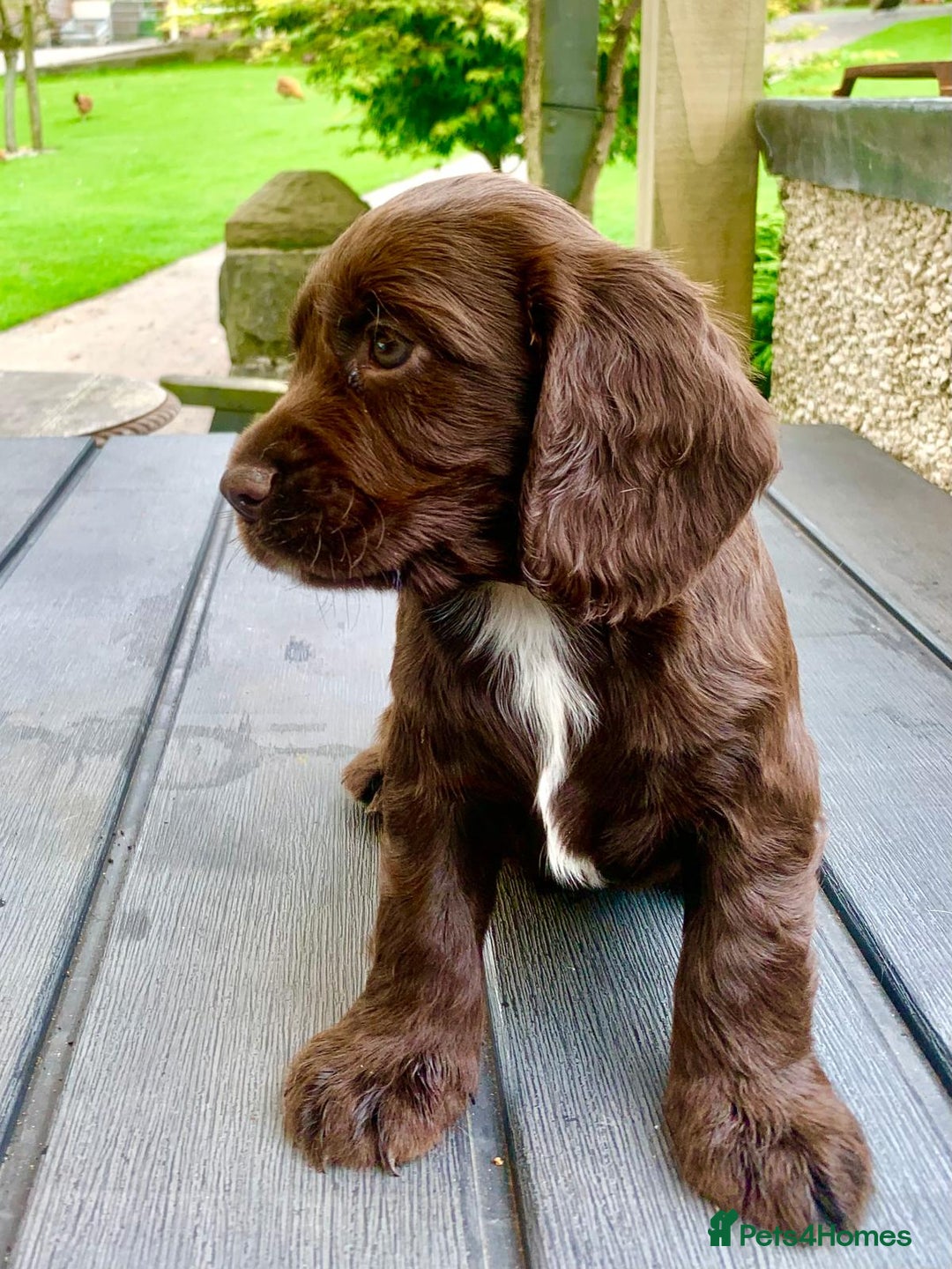 Cocker Spaniel dogs for sale: Working Cocker Spaniels. - Image 15