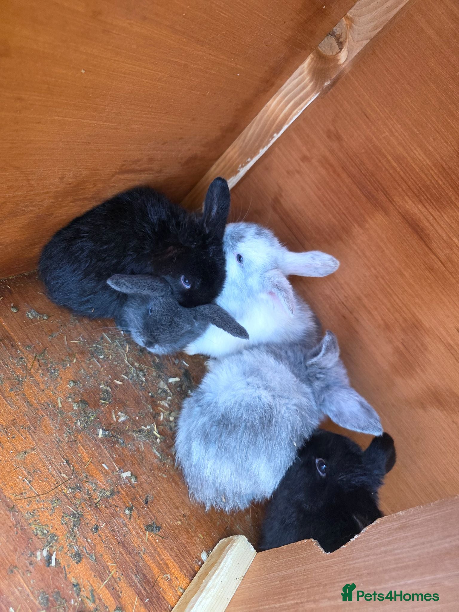 Mini Lop rabbits Mini loop - Advert 1
