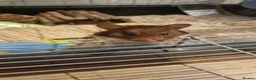 Hamster rodents for sale: Female hamster  in Camborne - Advert 1