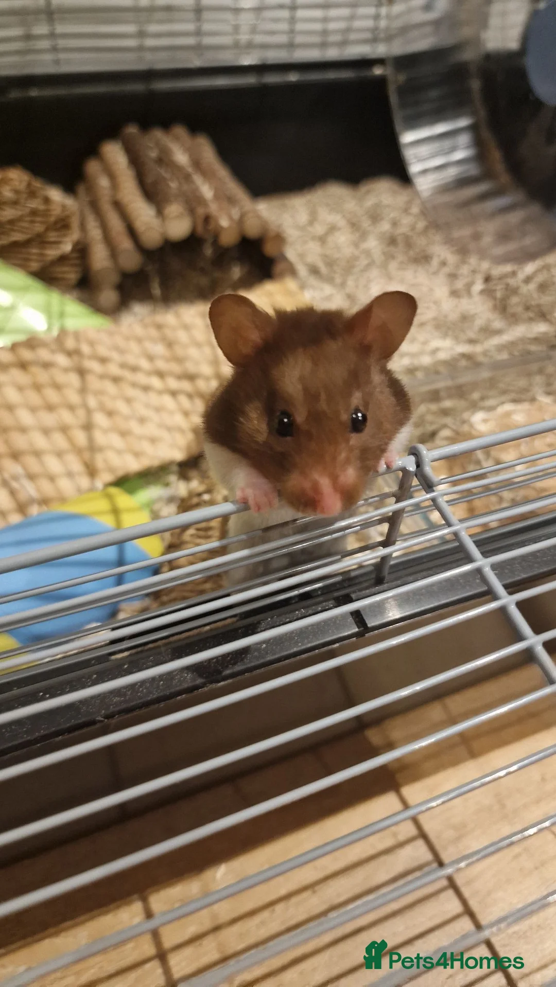 Hamster rodents for sale: Female hamster  in Camborne - Advert 1