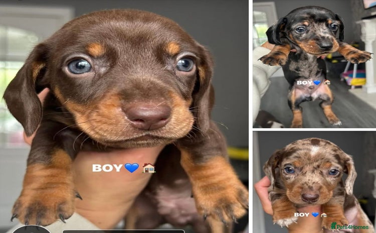 Dachshund dogs - Advert 1