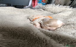 Maltipoo dogs for sale: F1B Toy Maltipoo  - Image 13