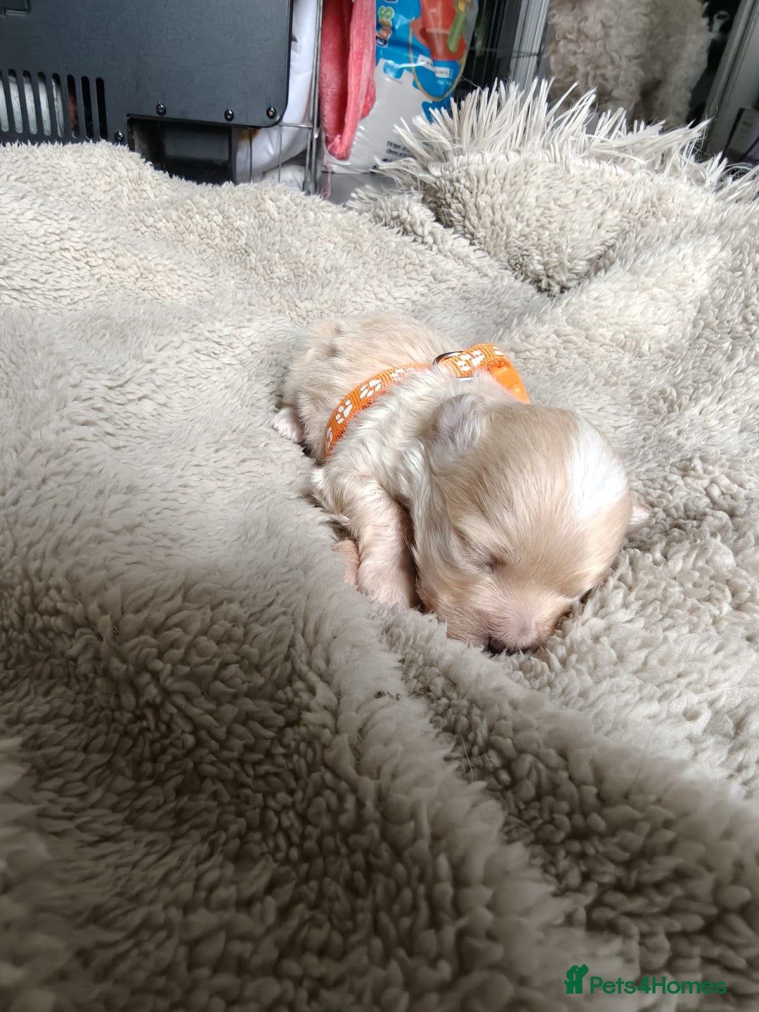 Maltipoo dogs for sale: F1B Toy Maltipoo  - Image 13