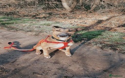 Mixed Breed dogs for sale: Sadie - Image 3