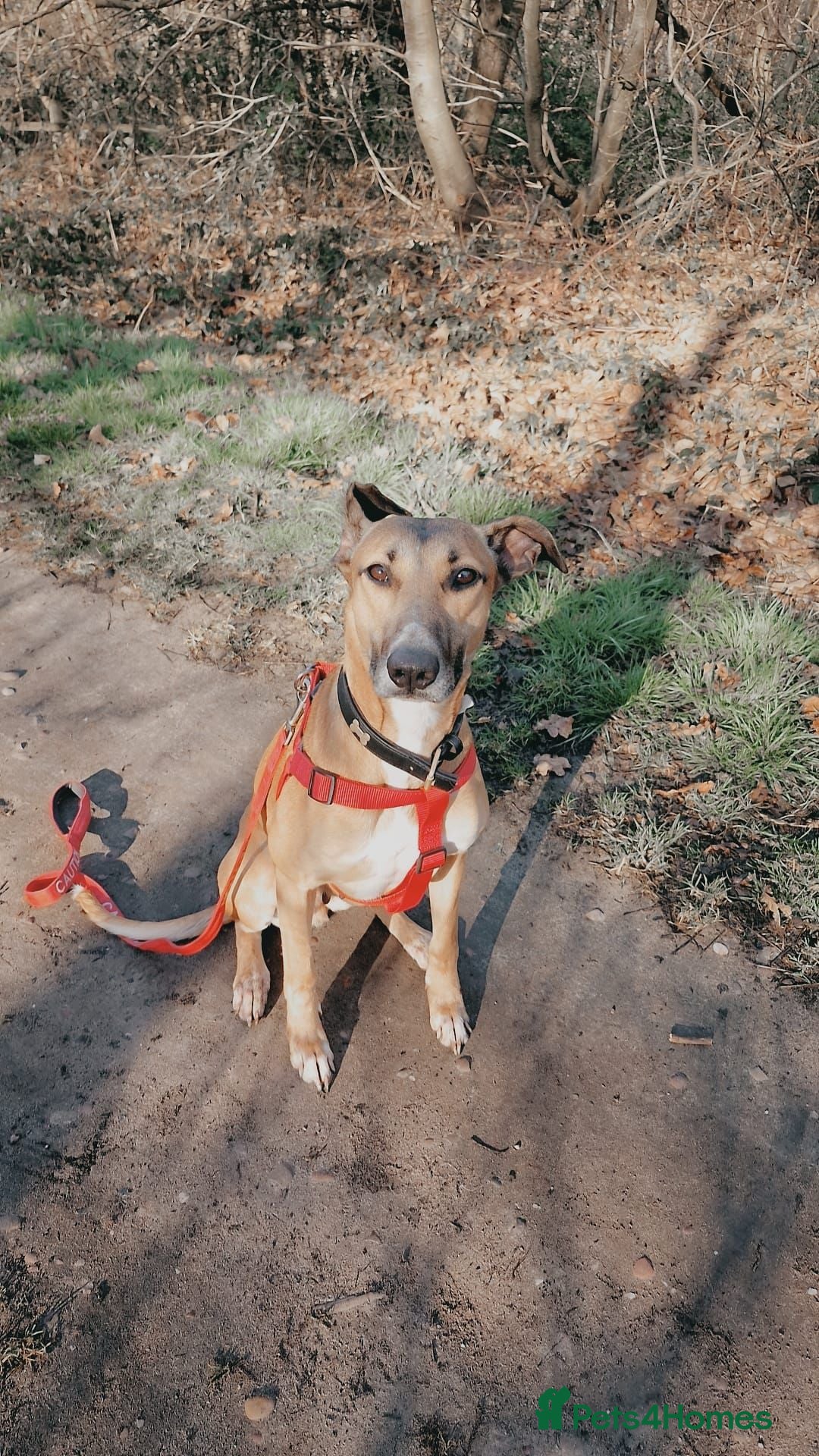 Mixed Breed dogs for sale: Sadie - Image 3