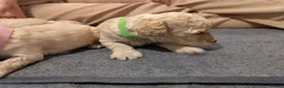 Cockapoo dogs for sale: F1B Cockapoo Puppies | KC Reg. Toy Poodle Dad - Advert 10