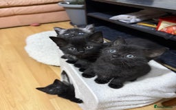 Mixed Breed cats for sale: 4 black cats for sale  - Advert 4