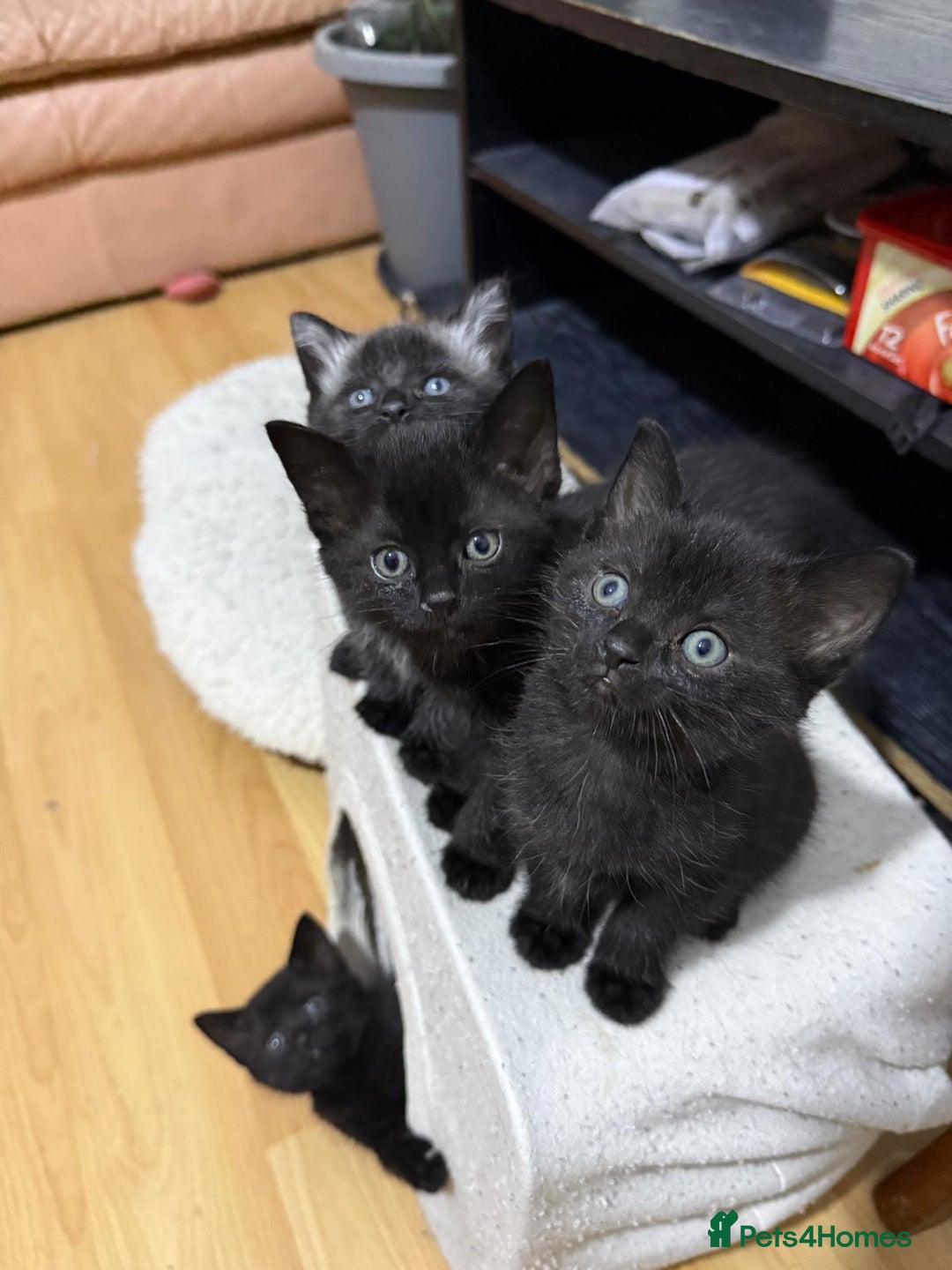 Mixed Breed cats for sale: 4 black cats for sale  - Advert 4