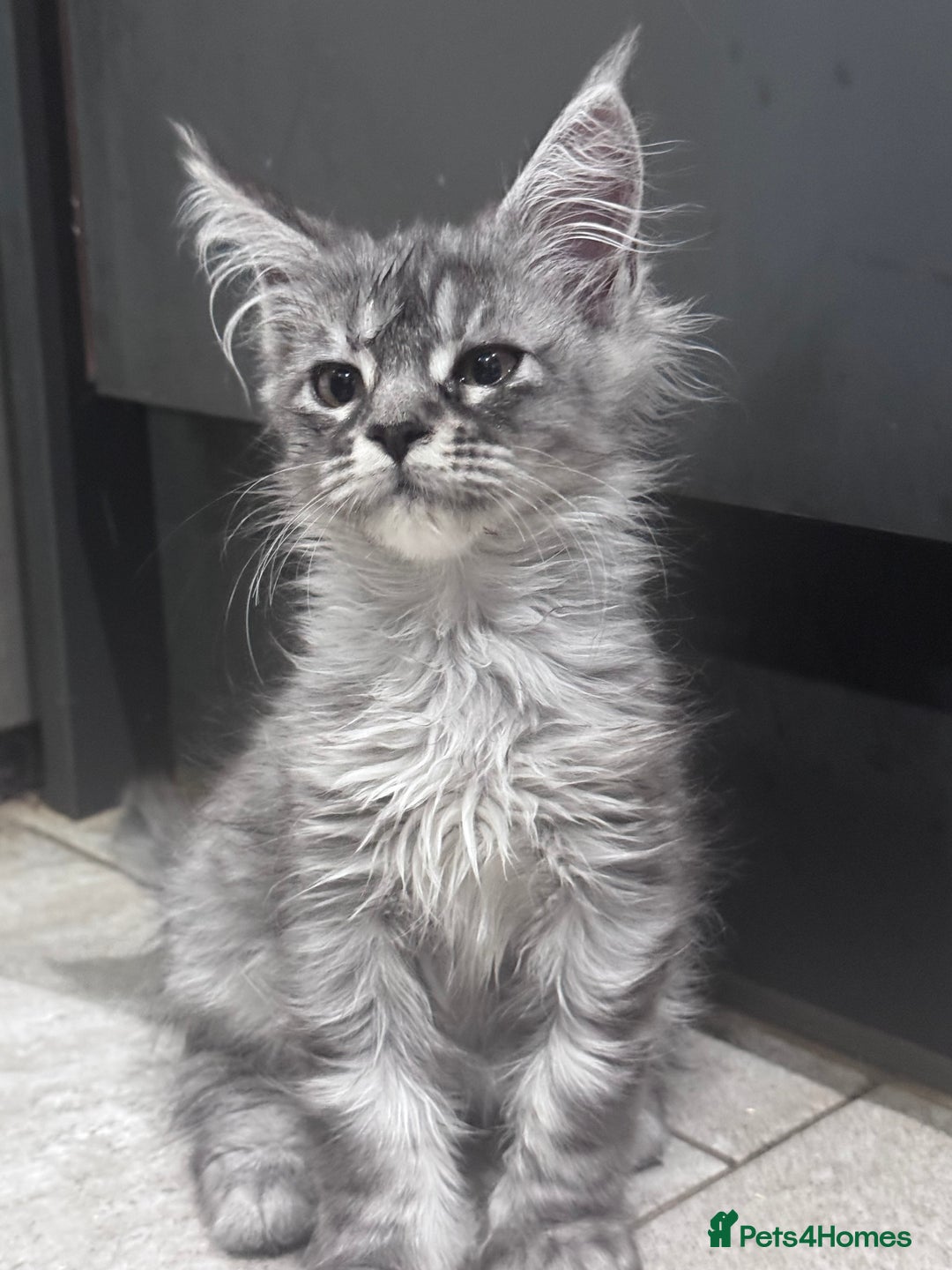 Maine Coon cats for sale: Exceptional Mainecoon Cubs 3 left - Advert 19
