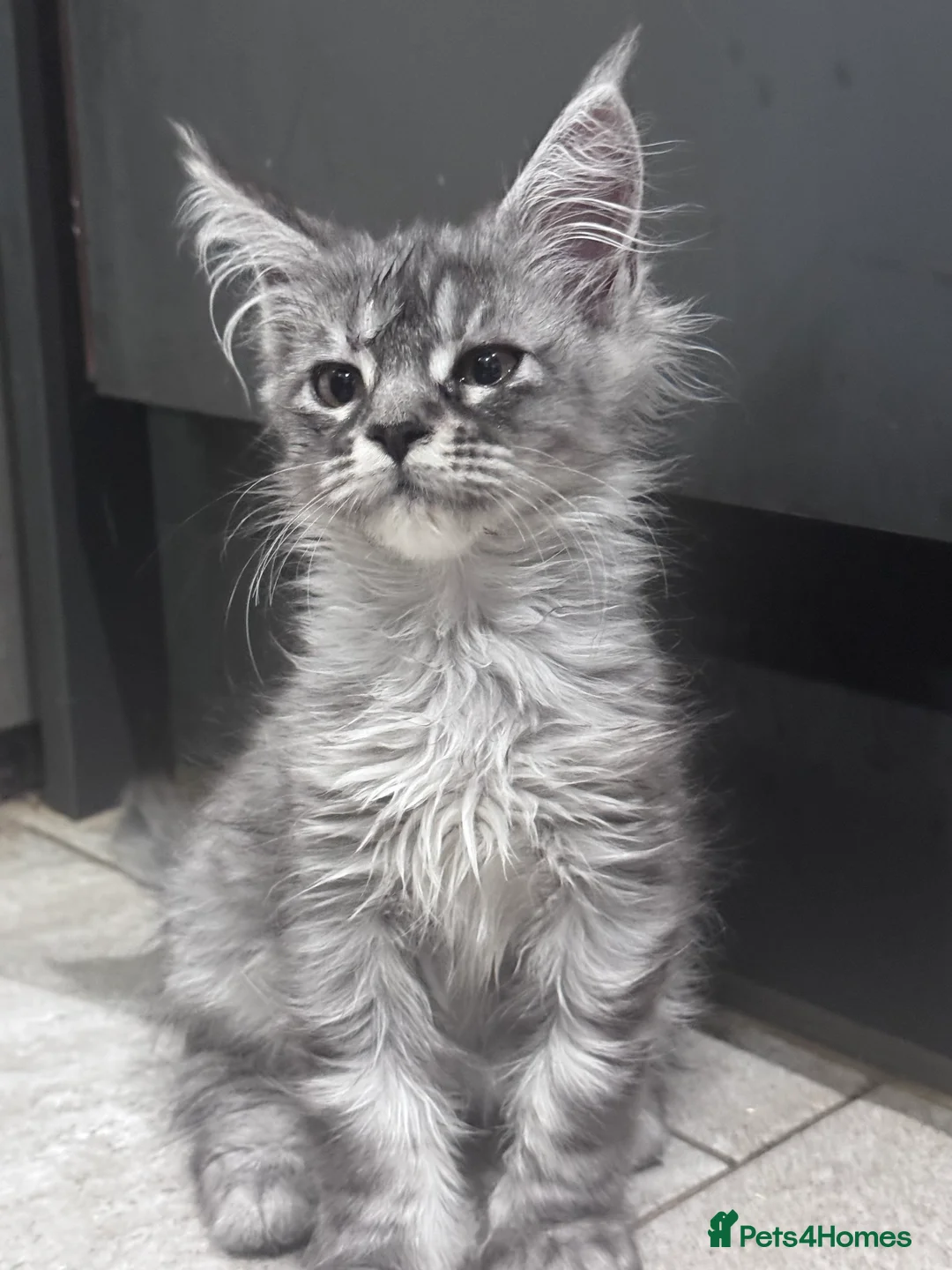 Maine Coon cats for sale: Exceptional Mainecoon Cubs 1 left  - Advert 19