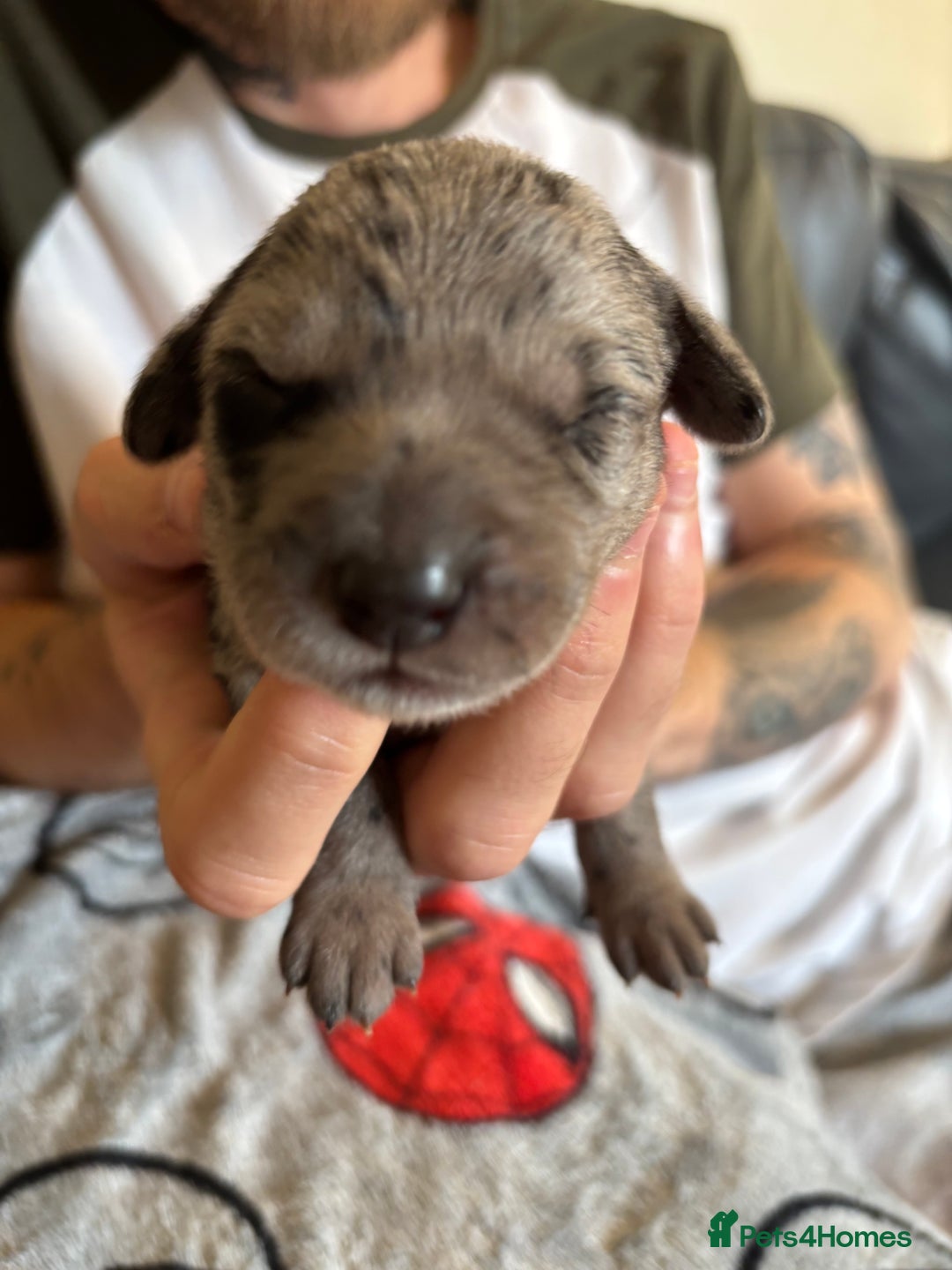 Mixed Breed dogs for sale: Blue Merle collie x kelpies  - Image 7