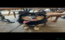 Pomsky dogs for stud: Stunning Black and Tan pomsky for stud  - Image 5