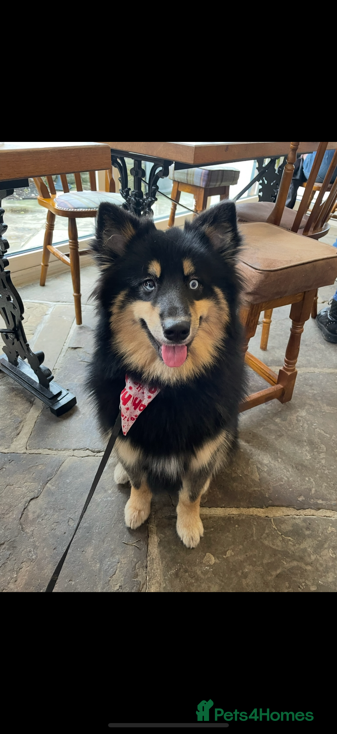 Pomsky dogs for stud: Stunning Black and Tan pomsky for stud  - Image 5