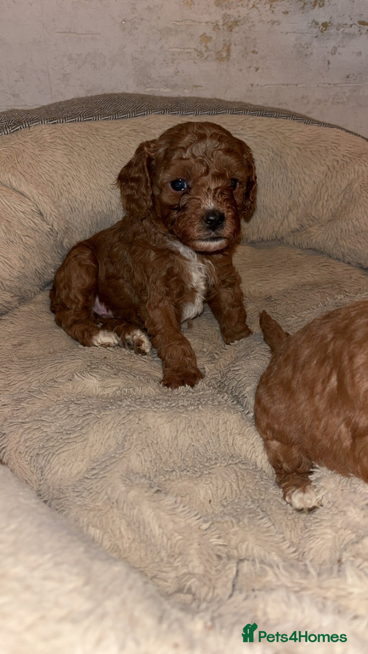 Cavapoo dogs Cavapoo F1B - Advert 5