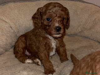 Cavapoo dogs Cavapoo F1B - Advert 5