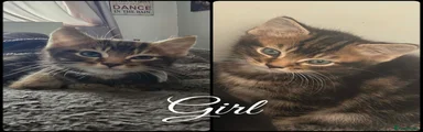 Mixed Breed Kitten 2