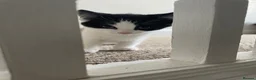 Domestic Shorthair cats for sale: Black and white domestic shorthair kittens - Advert 3