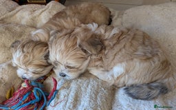 Mixed Breed dogs for sale: Lhasa Apso puppies in Kent - Image 28