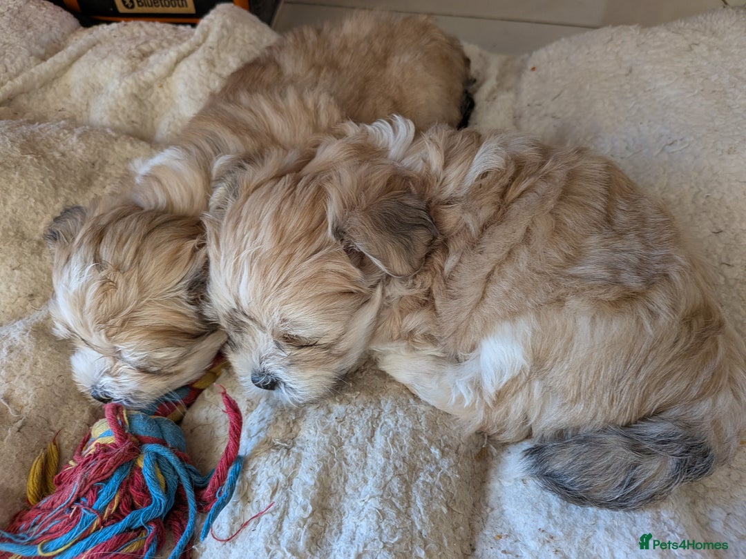 Mixed Breed dogs for sale: Lhasa Apso puppies in Kent - Image 28