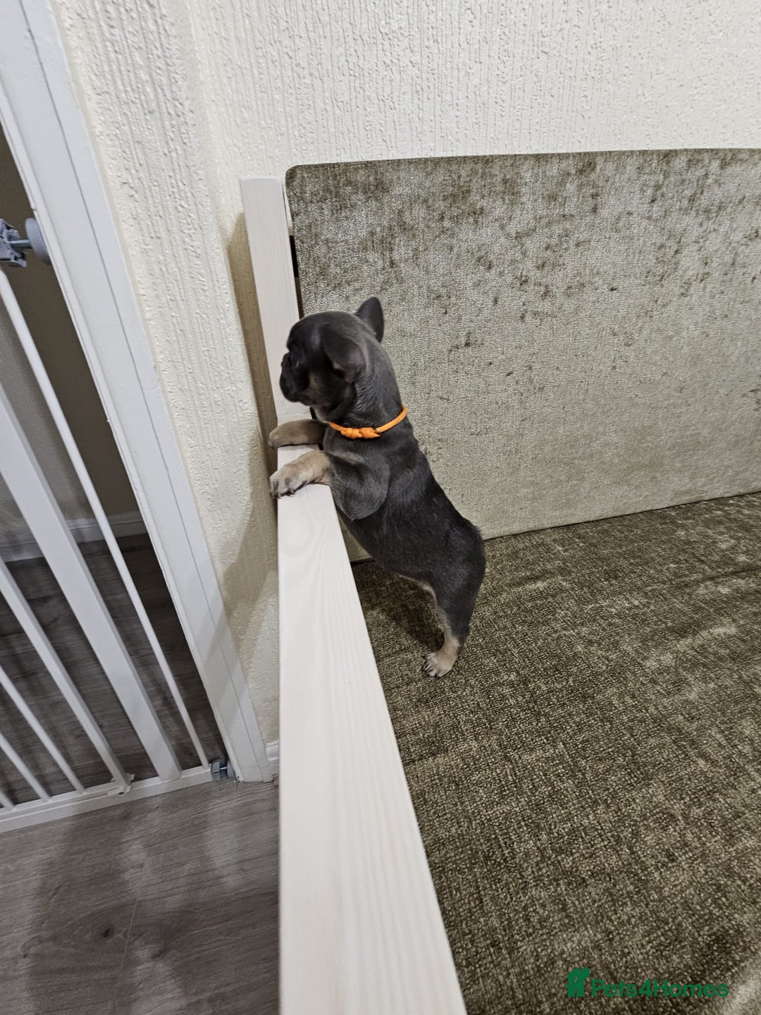 French Bulldog dogs for sale: DISCOUNT AVAILABLE FOR SERIOUSLY INTERESTED BUYERS - Advert 26