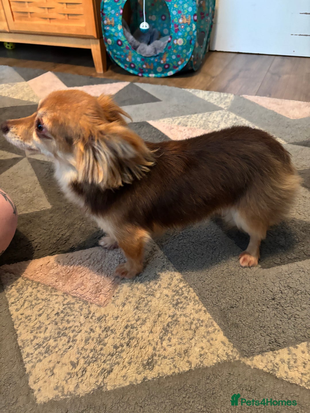Pomchi dogs for sale: Female Pomchi and Shichon  **  - Advert 3