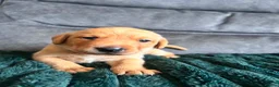 Labrador Retriever dogs for sale: KC Registered Red Fox Labrador Puppies - Advert 12