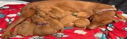 Hungarian Vizsla dogs for sale: 7 beautiful Hungarian vizsla puppies  - Advert 10