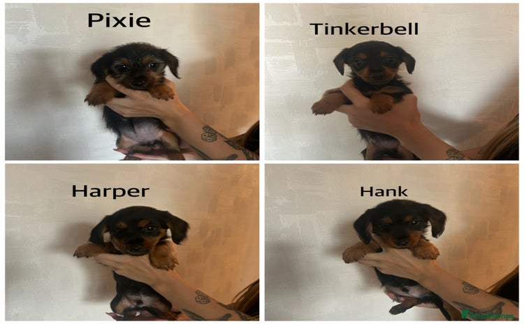 Mixed Breed dogs - Advert 4
