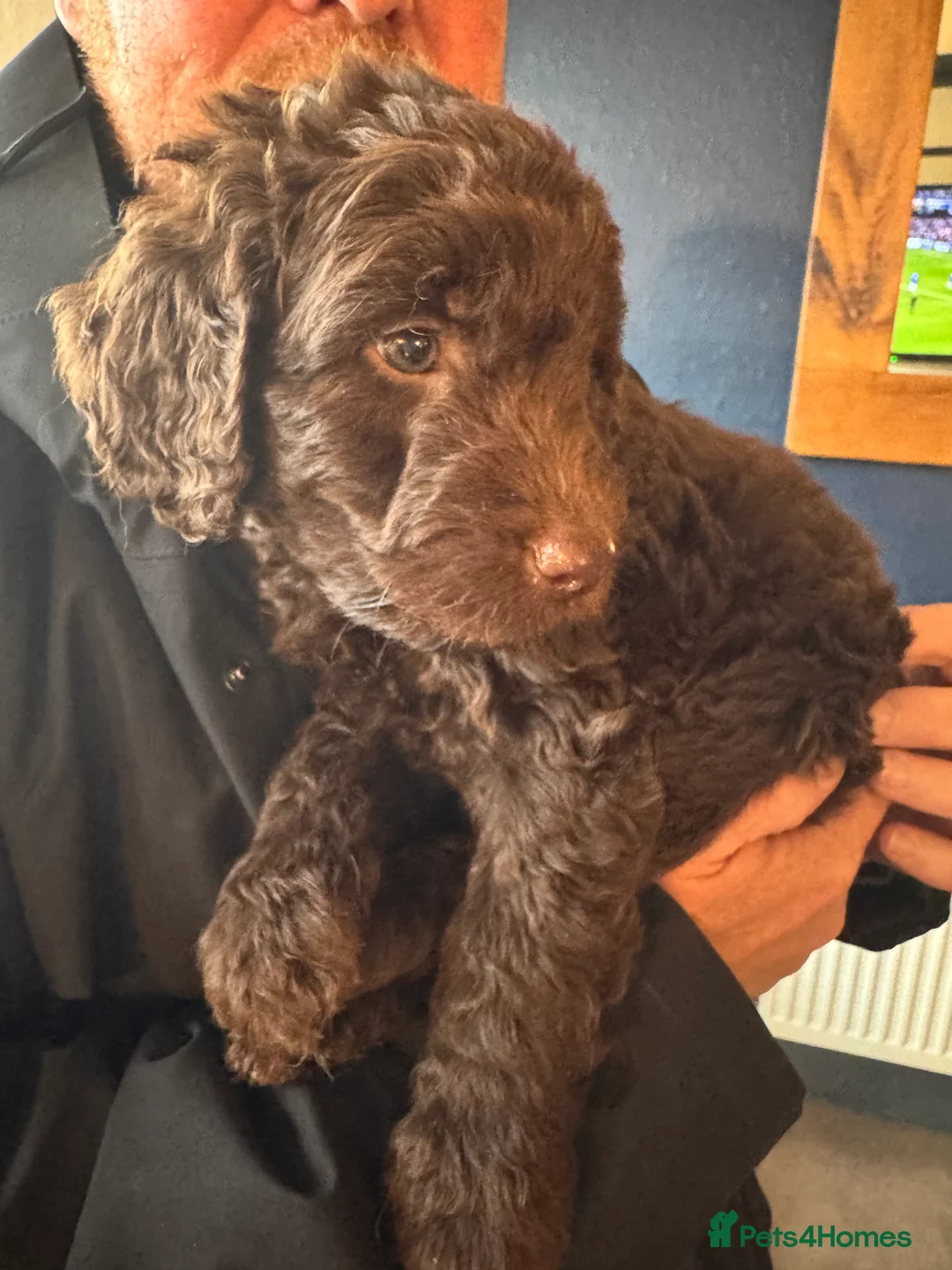 Labradoodle dogs for stud: Chocolate Standard Labradoodle Multigenerational  in Matlock - Advert 37