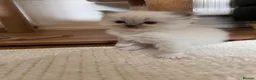 Ragdoll cats for sale: beautiful fluffy ragdolls - Advert 9
