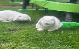 Mini Lop rabbits for sale: 2 x Female Mini Lops  - Image 4