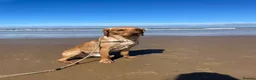 Cockerdor dogs for stud: Cockerdor stud dog. - Advert 3
