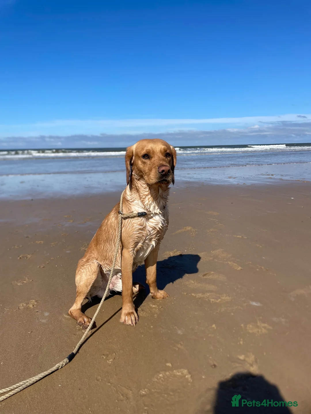 Cockerdor dogs for stud: Cockerdor stud dog. - Advert 3