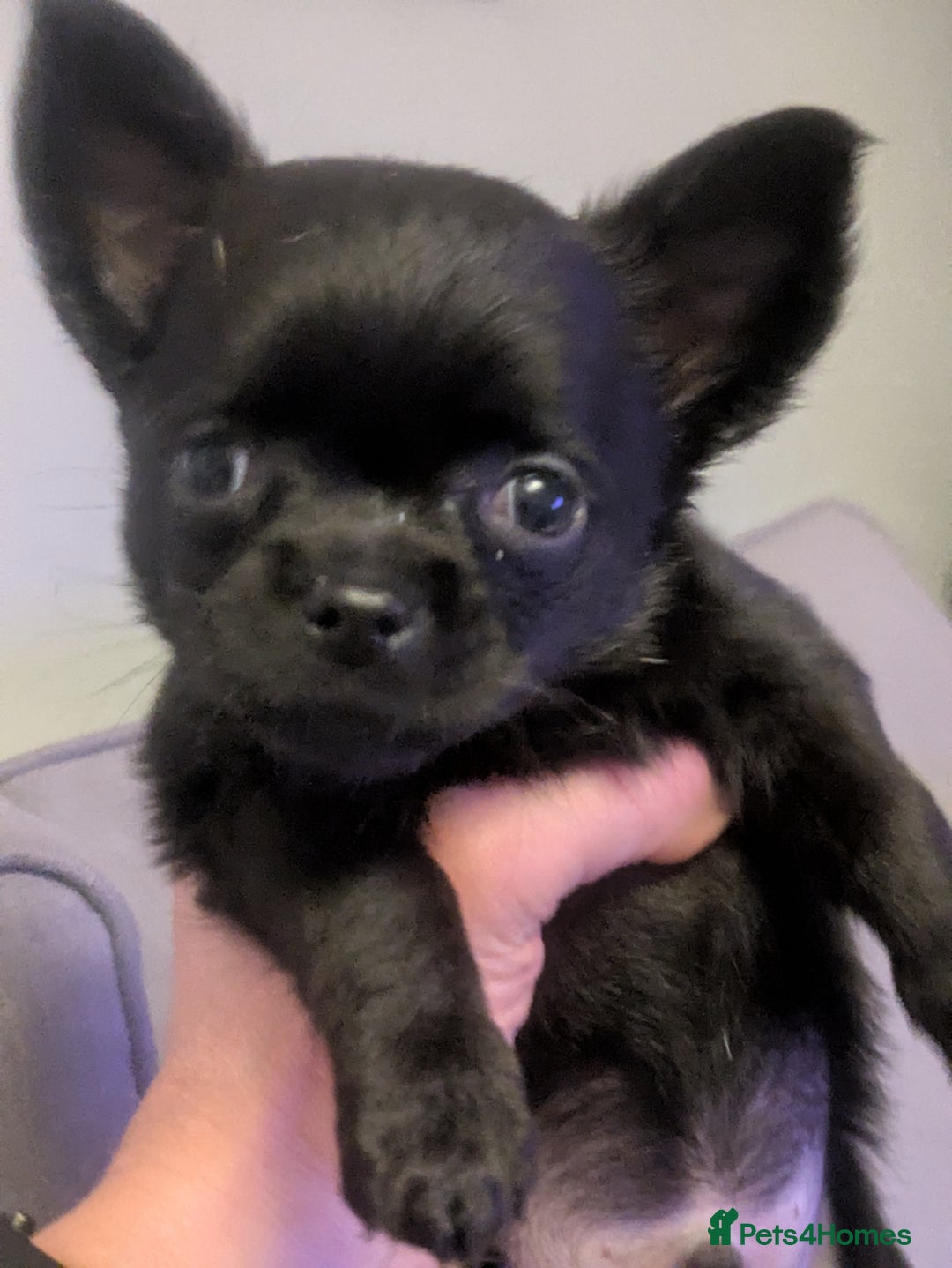 Chihuahua dogs for stud: FREDERICK VON LOVEHUNTER KC Champion heritage Stud in Chorley - Advert 38